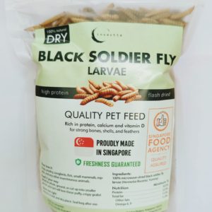 Black Soldier Fly